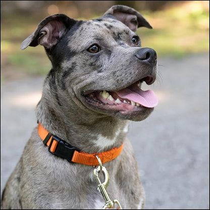 Country Brook Petz - Everyday Nylon Dog Collar for Large, Medium, and Small Dogs and Puppies - for Everyday Use in 10+ Warm Colors (Large, 1 Inch Wide, Orange)