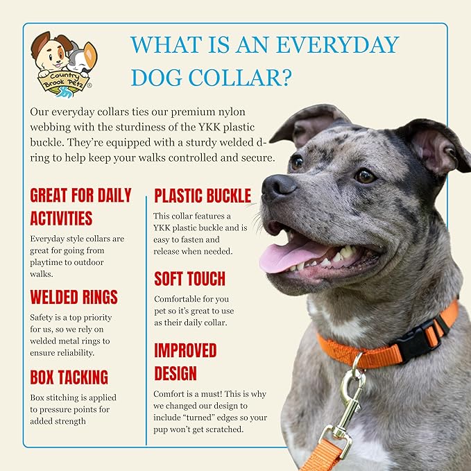 Country Brook Petz - Everyday Nylon Dog Collar for Large, Medium, and Small Dogs and Puppies - for Everyday Use in 10+ Warm Colors (Medium, 3/4 Inch Wide, Orange)