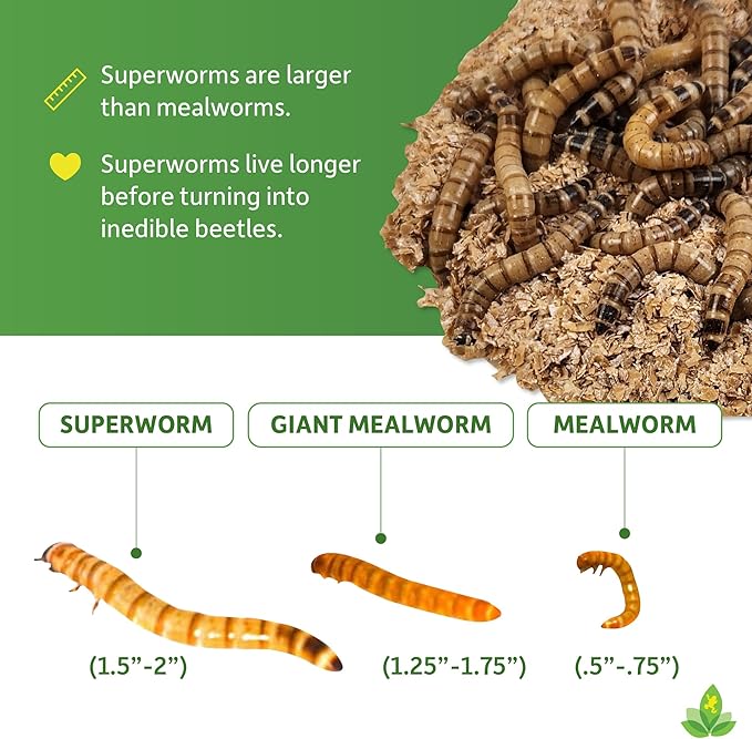 Josh's Frogs Superworms (50 Count)