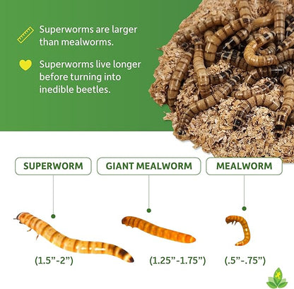 Josh's Frogs Superworms (50 Count)