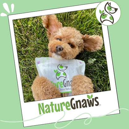 Nature Gnaws Braided Bully Twists for Dogs 5-6" (3 Count) - Long Lasting for Small and Medium Dogs - Natural Beef Dog Chew Bones