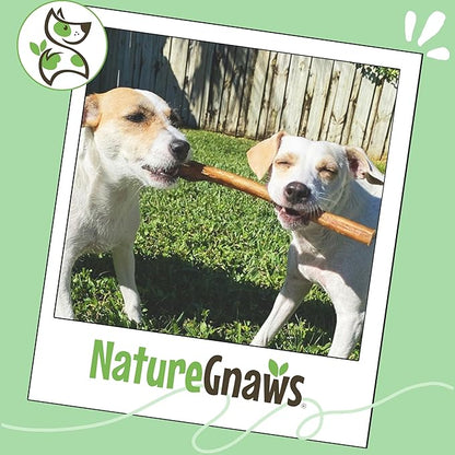 Nature Gnaws Extra Large Bully Sticks for Dogs 11-12" (3 Count) - Thick Long Lasting for Aggressive Chewers and Heavy Chewers - Natural Beef Dog Chew Bones