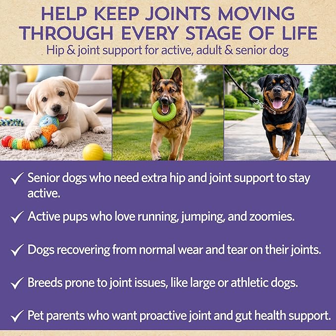 Fidobiotics Hip & Joint Support for Dogs with Probiotics – Glucosamine, Chondroitin, MSM & Green Lipped Mussel – Dog Joint Supplement Powder Food Topper for Mobility & Digestion (20 Servings)