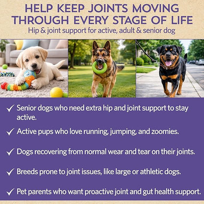 Fidobiotics Hip & Joint Support for Dogs with Probiotics – Glucosamine, Chondroitin, MSM & Green Lipped Mussel – Dog Joint Supplement Powder Food Topper for Mobility & Digestion (20 Servings)