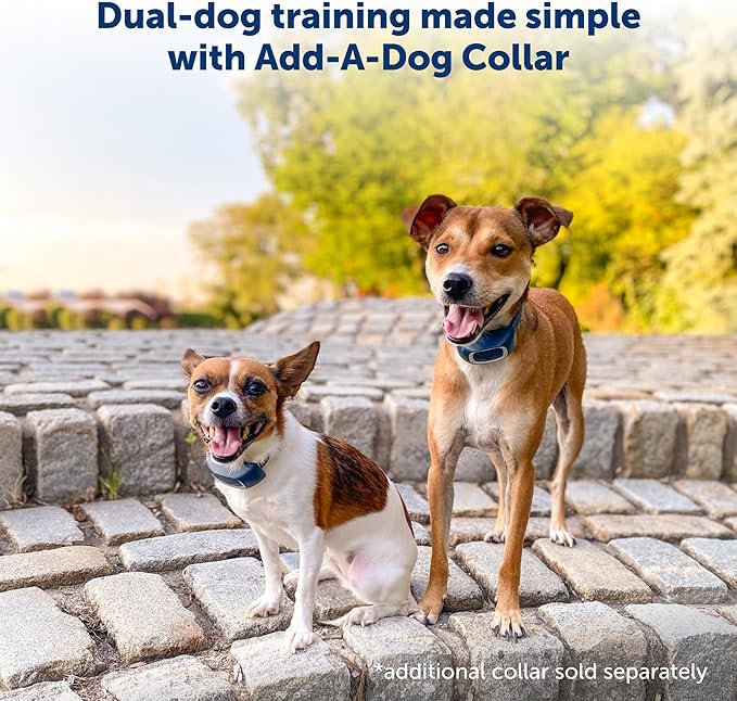 PetSafe 300 Yard Remote Training Collar – Choose from Tone, Vibration, or 15 Levels of Static Stimulation – Medium Range Option for Training Off Leash Dogs – Waterproof and Durable – Rechargeable