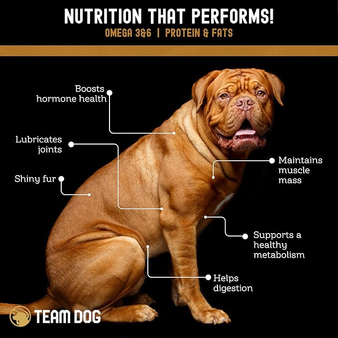 Team Dog Freeze Dried Salmon Dog Treats for Training | Healthy Gluten Free, Grain Free Dog Treats | No Added Fillers, Flavoring or by-Products | for All Breeds & Sizes | 5 Oz Salmon Bites