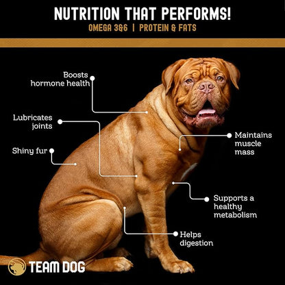 Team Dog Freeze Dried Salmon Dog Treats for Training | Healthy Gluten Free, Grain Free Dog Treats | No Added Fillers, Flavoring or by-Products | for All Breeds & Sizes | 5 Oz Salmon Bites