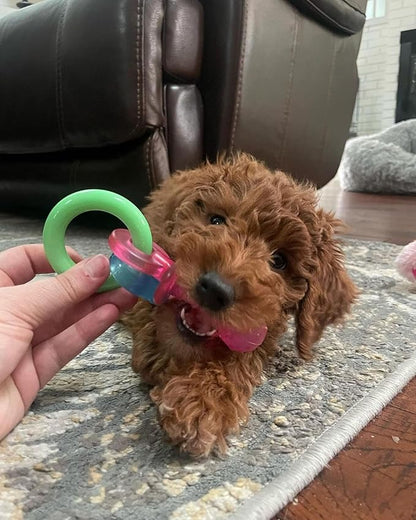 Nylabone Puppy Pacifier Chew Toy, Teething Toys for Puppies, Bacon Flavor, Small - Up to 25 lbs, 1 Count