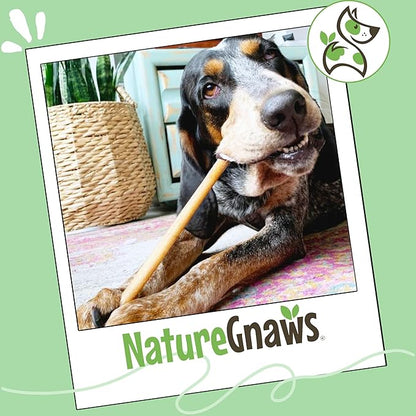 Nature Gnaws Bully Sticks for Dogs 11-12" (1Lb) - Mixed Thickness - Long Lasting for Aggressive Chewers and Large Dogs - Natural Beef Dog Chew Bones
