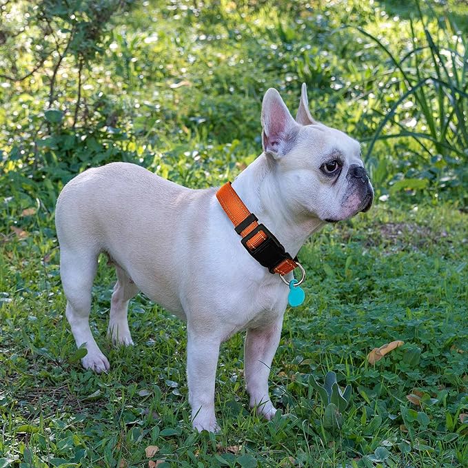 Ladoogo Reflective Dog Collar Padded with Soft Neoprene Breathable Adjustable Nylon Dog Collars for Small Medium Large Dogs (X-Small (Pack of 1), Orange Collar+Leash)