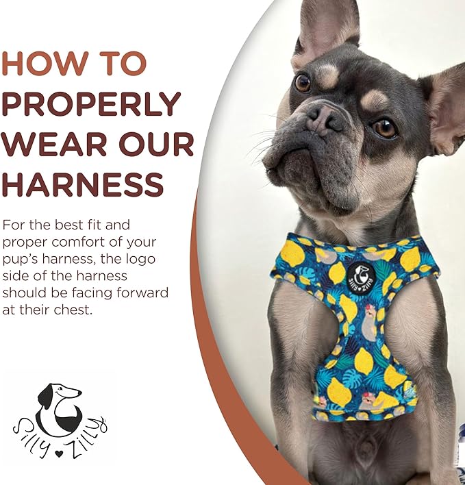 No Pull Harness and Leash Set - 6-in-1 Adjustable Vest Harness and Collars for Medium and Large Dogs. (Lemon, Extra Small)