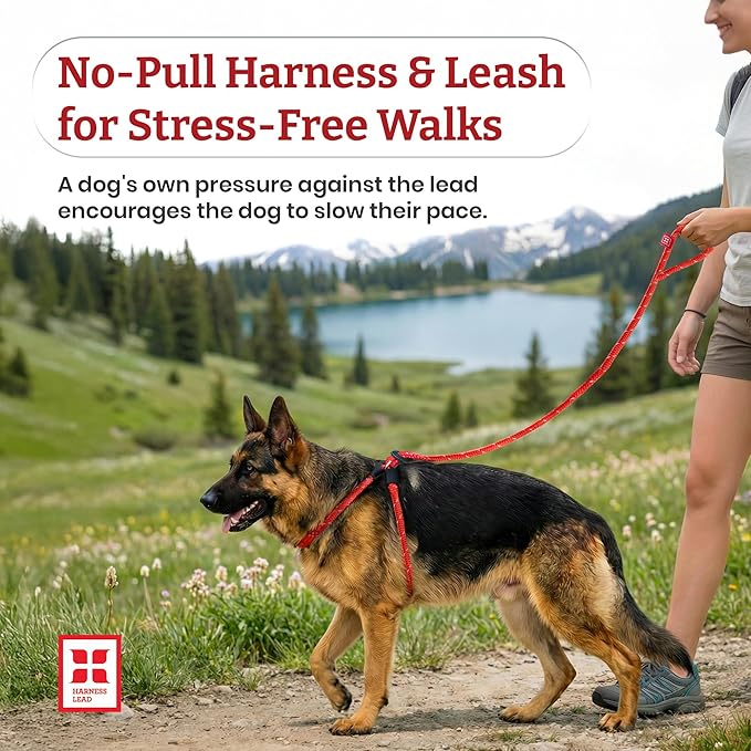 Harness Lead No Pull Dog Harness and Leash Set, Anti Pull Dog Harness for All Breeds and Sizes, One-Piece Cushioned Rope Design Safely Prevents Escaping and Pulling (Small/Medium, Black/Reflective)