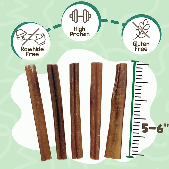 Nature Gnaws Large Bully Sticks for Dogs 5-6" (10 Count) - Thick Long Lasting for Aggressive Chewers and Large Dogs - Natural Beef Dog Chew Bones