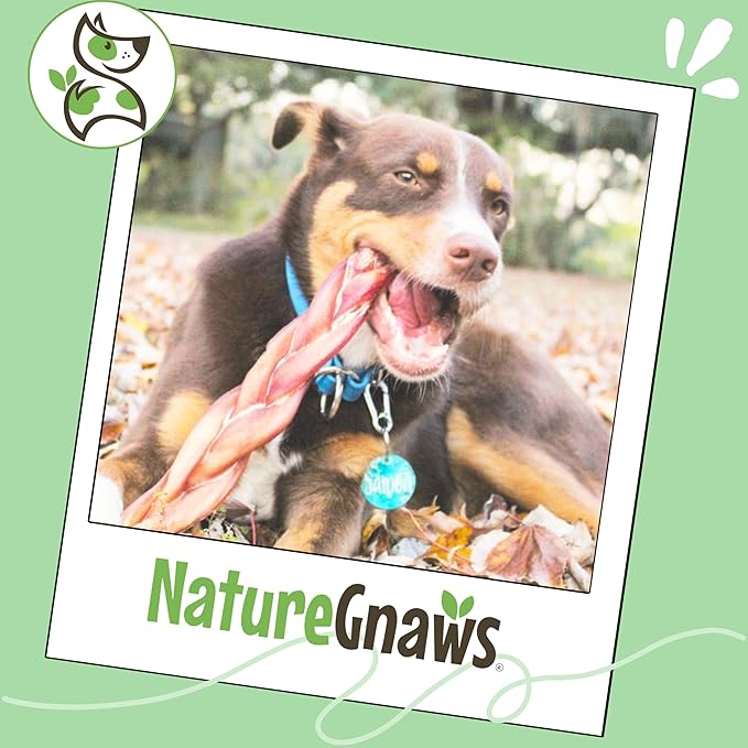 Nature Gnaws Braided Bully Sticks for Dogs 11-12" (5 Count) - Long Lasting for Aggressive Chewers and Large Dogs - Natural Beef Dog Chew Bones