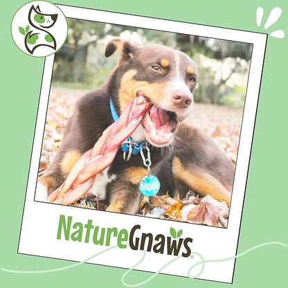 Nature Gnaws Braided Bully Sticks for Dogs 11-12" (5 Count) - Long Lasting for Aggressive Chewers and Large Dogs - Natural Beef Dog Chew Bones