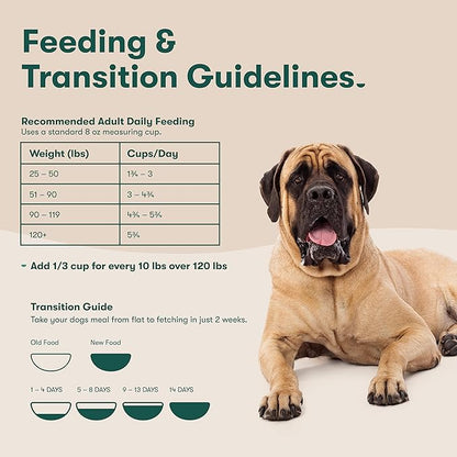 Jinx Premium Dry Dog Food for Large Dogs - Adult Dog Food with Real Beef, Brown Rice & Sweet Potato Kibble with Antioxidants for Joint Health, Mobility & Immune Support - No Fillers - 11.5lb