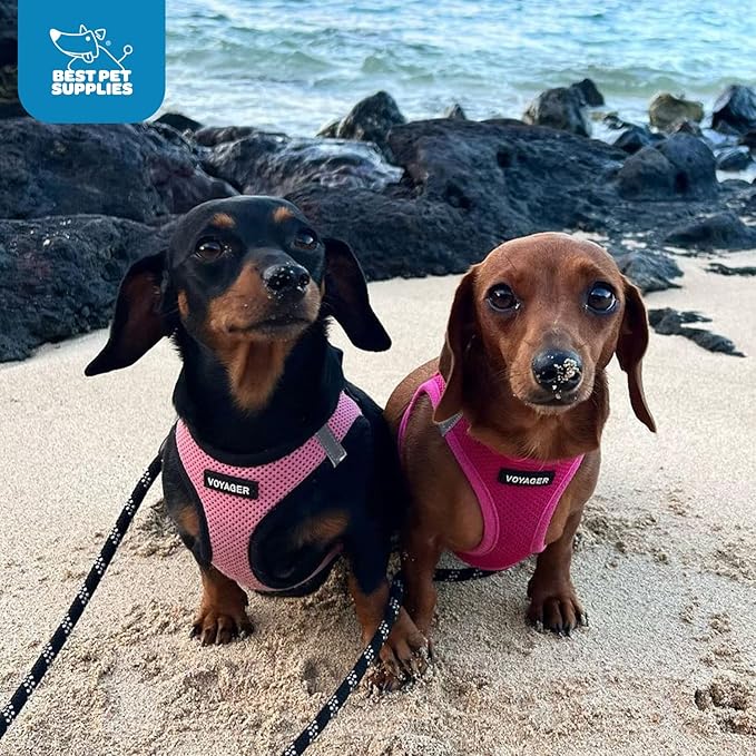 Best Pet Supplies Voyager Step-in Air Harness - All Weather Mesh, Reflective, No Pull Harness for Dogs, Cats - Secure with Hook & Loop Fastener, Buckle, Double D-Rings - Fuchsia, M