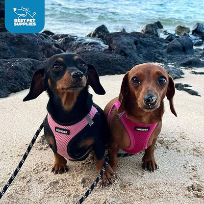 Best Pet Supplies Voyager Step-in Air Harness - All Weather Mesh, Reflective, No Pull Harness for Dogs, Cats - Secure with Hook & Loop Fastener, Buckle, Double D-Rings - Fuchsia, M