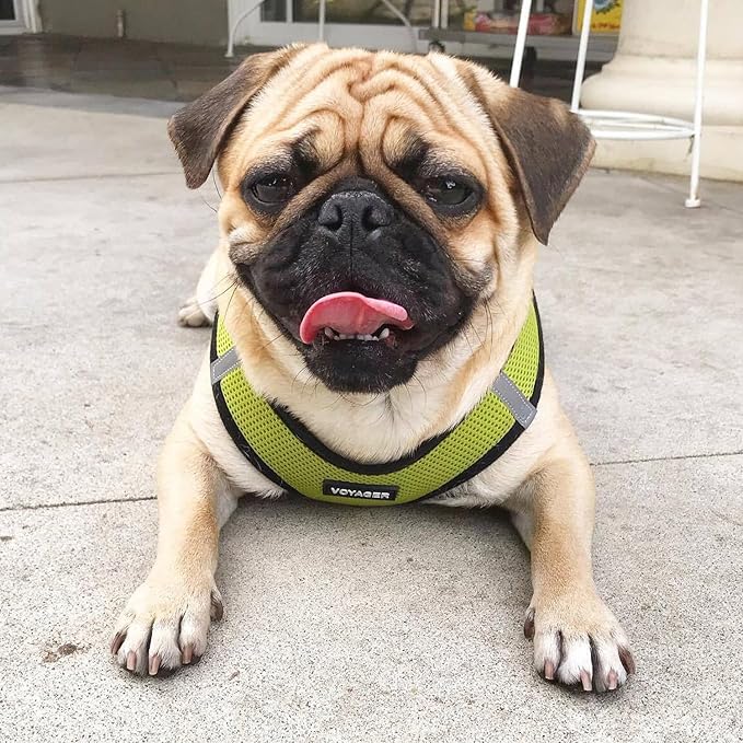 Best Pet Supplies Voyager Step-in Air All Weather Mesh Harness and Reflective Dog 5ft Leash Combo with Neoprene Handle, for Small, Medium and Large Breed Puppies - Set (Lime/Black Trim), Medium
