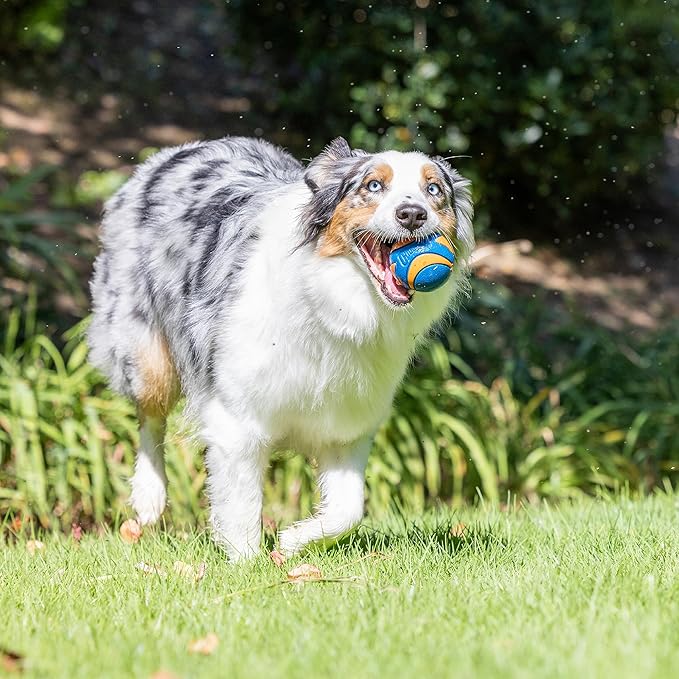 Chuckit! Ultra & Squeaker Ball Dog Toy - Medium Bouncy Fetch Balls for Dogs 20-60 lbs - Made from Durable Rubber - Floating Water Pet Toys - Size Medium - 2.5-inch Diameter - Pack of 3