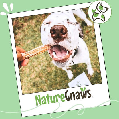 Nature Gnaws Large Bully Sticks for Dogs 5-6" (10 Count) - Thick Long Lasting for Aggressive Chewers and Large Dogs - Natural Beef Dog Chew Bones