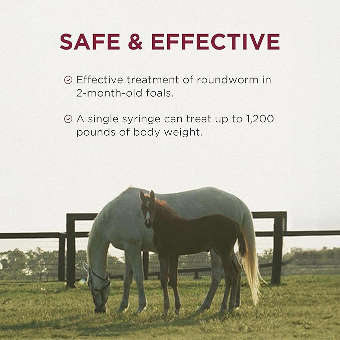 Anthelcide EQ Paste (oxibendazole) Dewormer for Horses, Broad-Spectrum Parasite Treatment, 0.85 oz Syringe