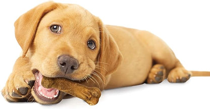 Nylabone Healthy Edibles Natural Puppy Chews Long Lasting Treats for Puppies, Turkey & Sweet Potato Flavor, X-Small/Petite (4 Count) (Pack of 2)