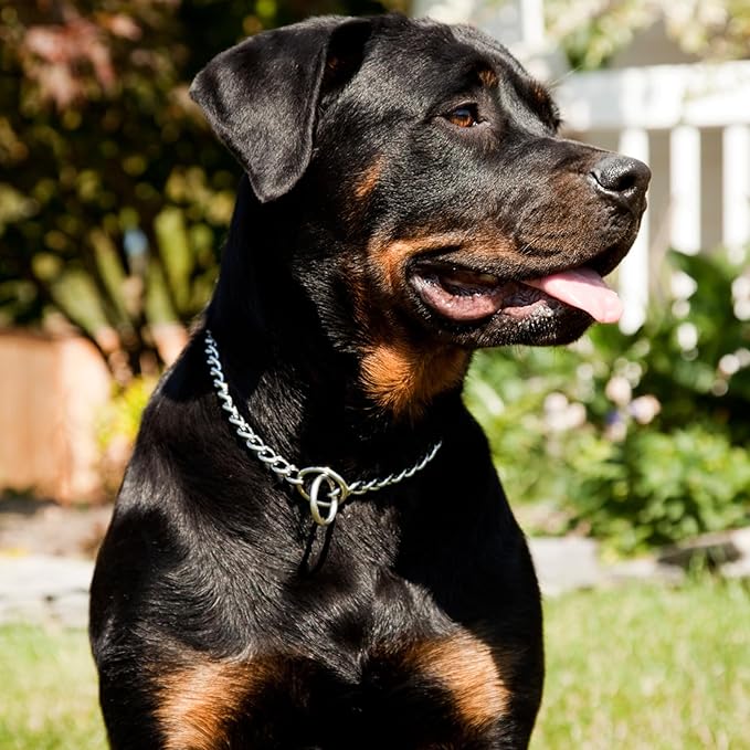 Dog Choke Collar Slip P Chain,Heavy Duty Metal Training Choker Martingale Collars, Adjustable Weather Proof Alloy Steel Chains for Small Medium Large Dogs(Silver,XL)