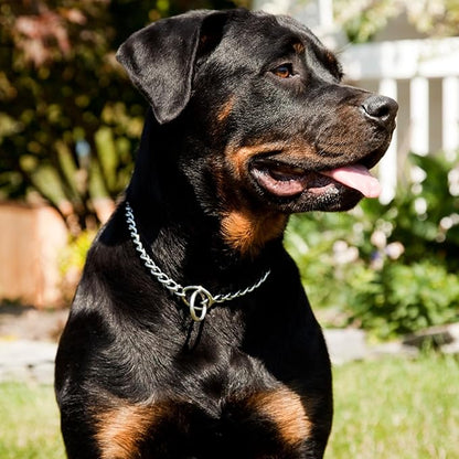 Dog Choke Collar Slip P Chain,Heavy Duty Metal Training Choker Martingale Collars, Adjustable Weather Proof Alloy Steel Chains for Small Medium Large Dogs(Silver,XL)