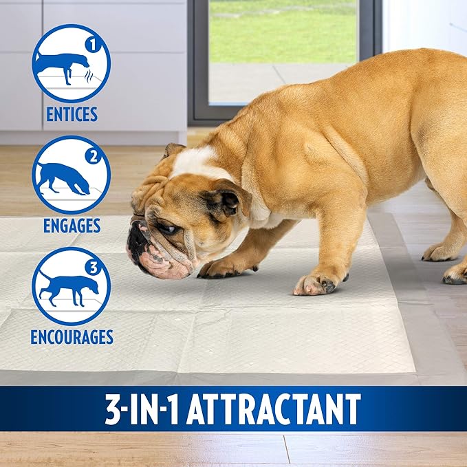 OUT! Heavy Duty XXL Dog Pads - Absorbent Pet Training and Puppy Pads - 26 x 30 in - 30 Count,White (Pack of 2)