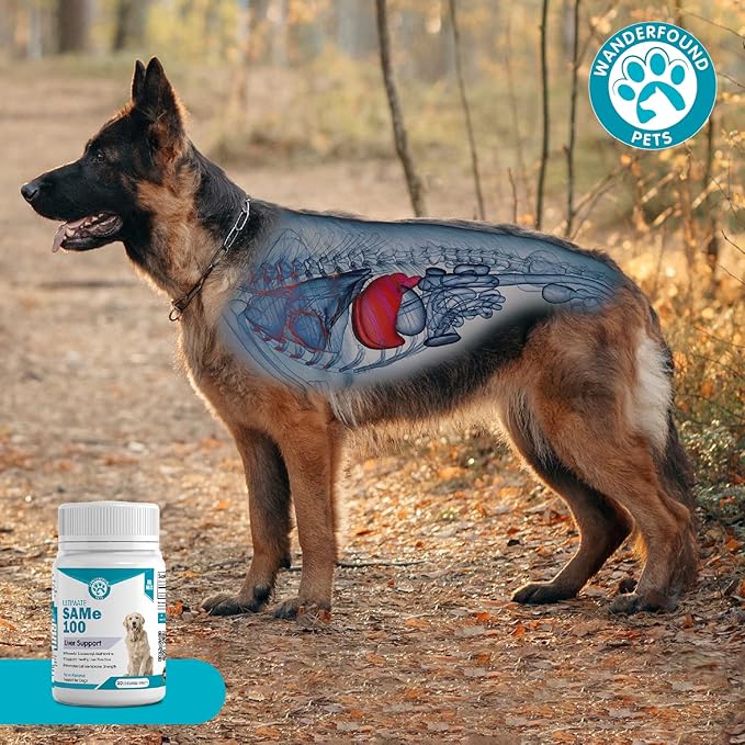 Wanderfound Pets Same 100 Liver Support for Dogs - Same S-Adenosyl-L-Methionine Hepatic Supplement for Liver & Brain Support - Bacon Flavored Sam E, Manufactured in the USA - 30 Chewable Tablets