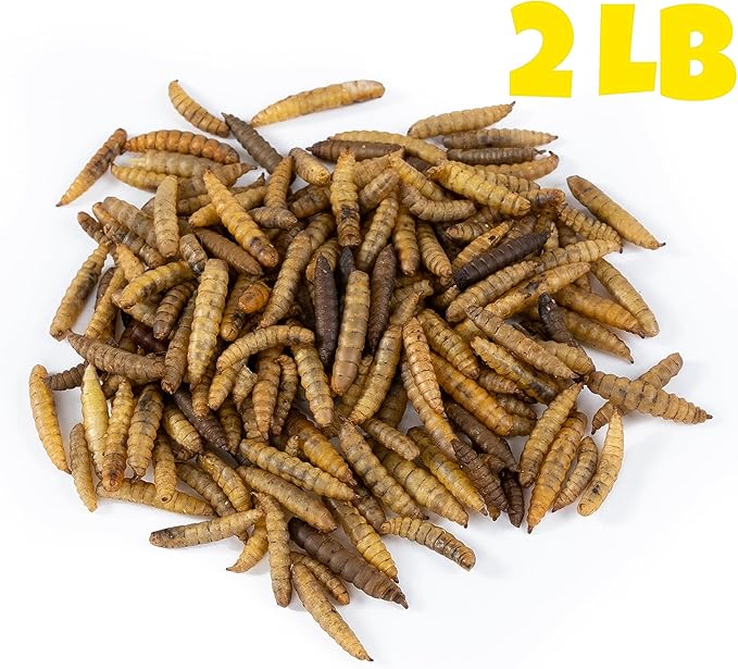 Dried Black Soldier Fly Larvae (2 lbs) - More Calcium Than Mealworms - Treats for Chickens, Wild Birds, & Reptiles