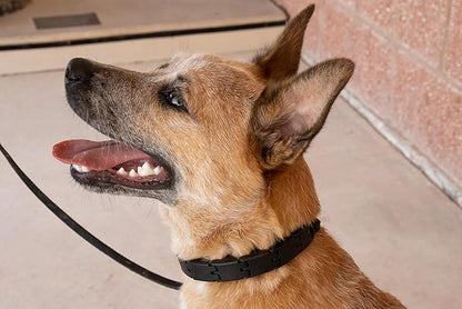 Starmark Pro-Training Dog Collar Small