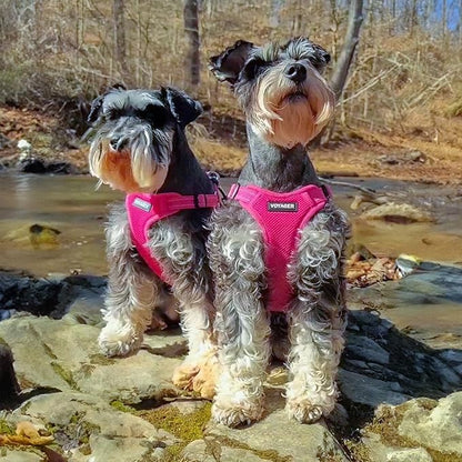 Best Pet Supplies Voyager Adjustable Step-in Flex Breathable Mesh Dog Harness for Small Medium Large Dogs Leash Set (Fuchsia), M