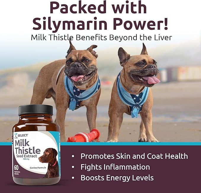 Milk Thistle for Dogs, 100mg - 60 Vegetable Capsules - Canine Liver Health Milk Thistle Supplement - Milk Herbal