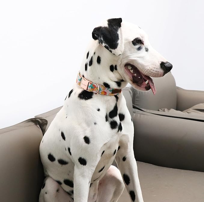 Unique style paws Dog Collar Metal Buckle Gift for Small Medium Large Boys Girls Dogs orange XL
