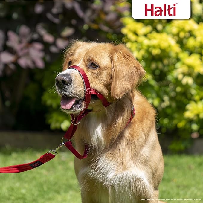 Halti Headcollar - Stop Your Dog Pulling on The Leash. Adjustable, Reflective and Lightweight, with Padded Nose Band. Dog Training Anti-Pull Collar for Large Dogs (Size 4, Red)