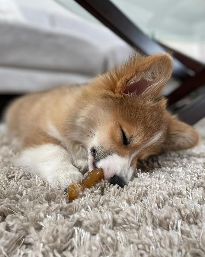 Nylabone Ring Bone Chew Toy for Puppies, Puppy Teething Toys, Puppy Enrichment Toys, Chicken Flavor, X-Small Dogs - Up to 15 lbs, 1 Count