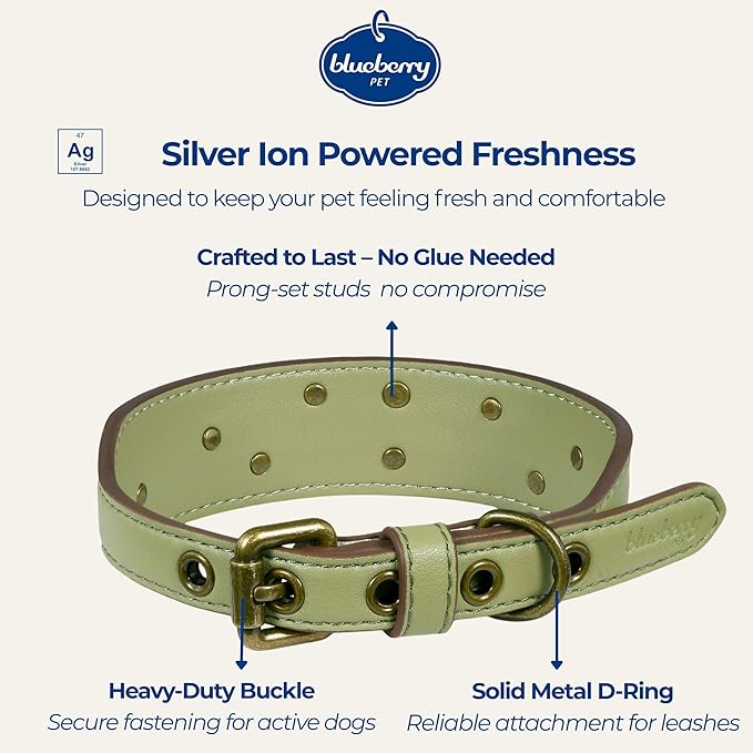 Blueberry Pet Premium Embossed Sage Green Glam Silver-Powered Freshness Microfiber Leather Dog Collar with Antique Brass Studs