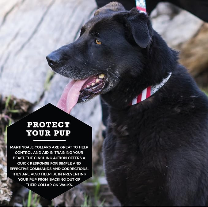 Wolfgang Heavy Duty Martingale Dog Collar with Quick Release Nylon Buckle for Walking & Training, DigitalDog Print, Large
