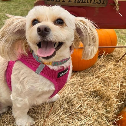 Best Pet Supplies Voyager Step-in Air Harness - All Weather Mesh, Reflective, No Pull Harness for Dogs, Cats - Secure with Hook & Loop Fastener, Buckle, Double D-Rings - Fuchsia, XXS