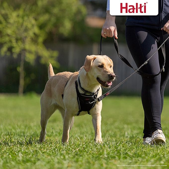 Halti No Pull Harness Size Medium & Halti Training Leash Size Large, Black Combination Pack - Stop Your Dog Pulling on The Leash. Adjustable, Lightweight and Easy to Use. Suitable for Medium Dogs