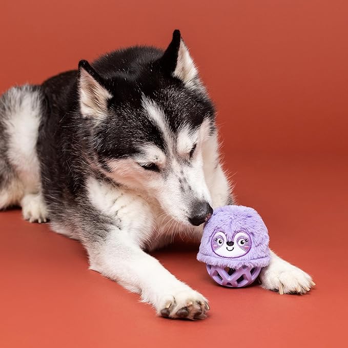 Fringe Studio Rubber Dog Toy, NOT Fast NOT Furious, Pet Shop Collection (519053)