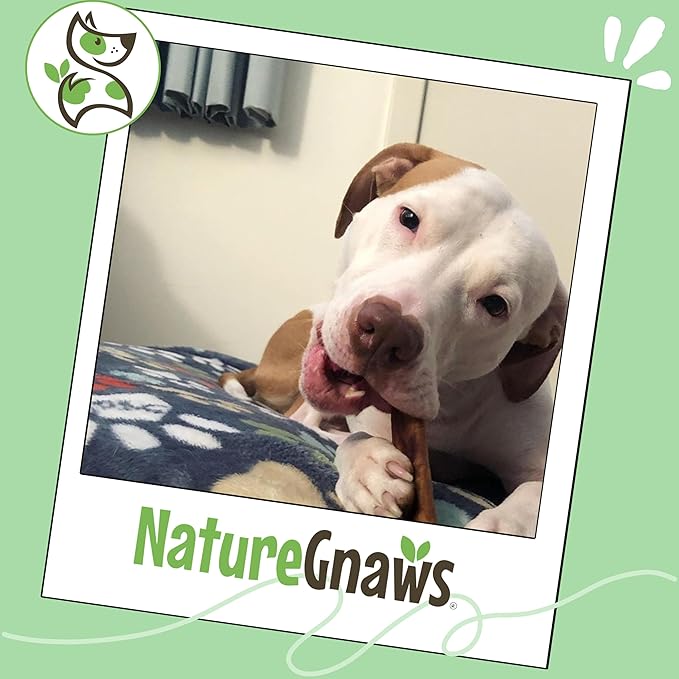 Nature Gnaws Bully Sticks for Dogs 5-6" (8oz) - Mixed Thickness - Long Lasting for Aggressive Chewers and Large Dogs - Natural Beef Dog Chew Bones