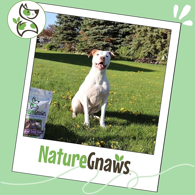 Nature Gnaws Extra Large Bully Sticks for Dogs 5-6" (6 Count) - Thick Long Lasting for Aggressive Chewers and Heavy Chewers - Natural Beef Dog Chew Bones
