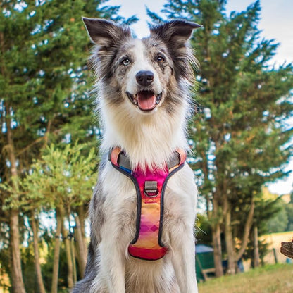 Embark Adventure Dog Harness for Small, Medium & Large Dogs – No Pull, Reflective Trim, Heavy Duty Oxford, 2 Leash Clips, Gel-Lined Handle, Soft Padded
