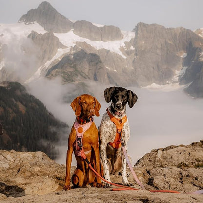 Wilderdog Lightweight Dog Harness with Reflective Straps - Small - Sienna