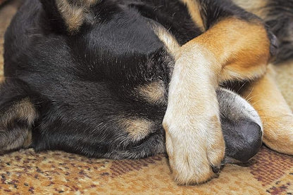 Dog Allergy Immune - Allergy Relief for Dogs Itch Relief Support - Key Ingredients - quercetin for Dogs Organic - 1 Bottle (75 Chewable Tablets)