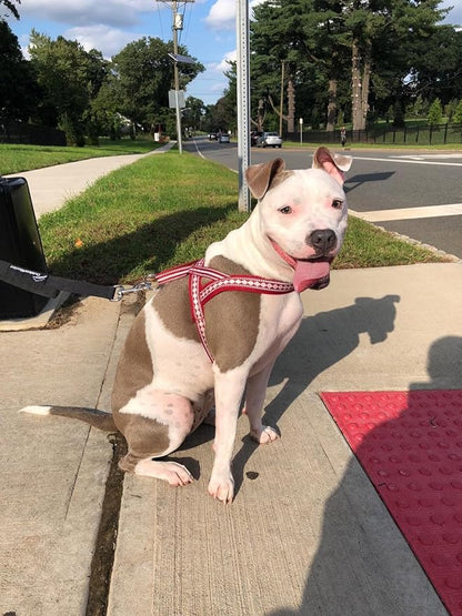 Blueberry Pet 4 Colors Soft & Comfy 3M Reflective Jacquard Padded Dog Harness, Chest Girth 20.5" - 26", Marsala Red, Medium, Adjustable Harnesses for Dogs