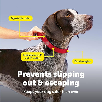 PetSafe Martingale Dog Collar - Safer Than Choke Chains - Gentle Correction for Pulling - Escape Prevention Collar - Durable Nylon - Everyday Walking Gear - 3/4" - Medium - Red